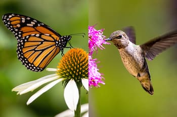 Estos 5 animales indican que un espíritu te vino a visitar