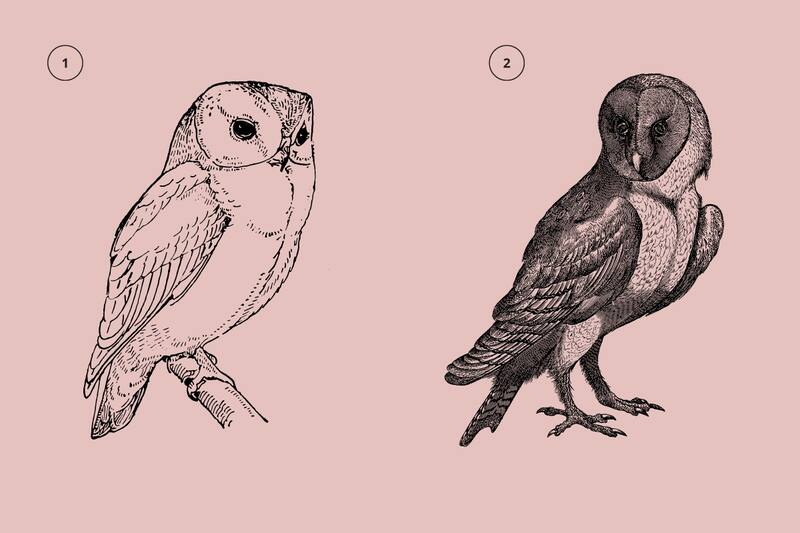 Test de personalidad Elige una lechuza y descubre si eres alguien que enfrenta de manera sana sus conflictos. - Créditos: Tiempox.com