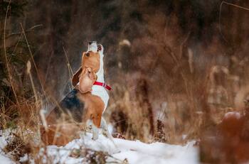 ¿Aúllan los perros de noche? Podría estar presenciando un fenómeno paranormal