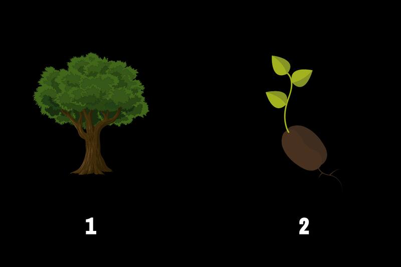 ¿Árbol o semilla? Descubre si estás aferrado al pasado o vives pensando en el futuro.