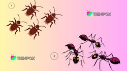 Test de Personalidad: Lo primero que veas te dirá si eres una persona perfeccionista