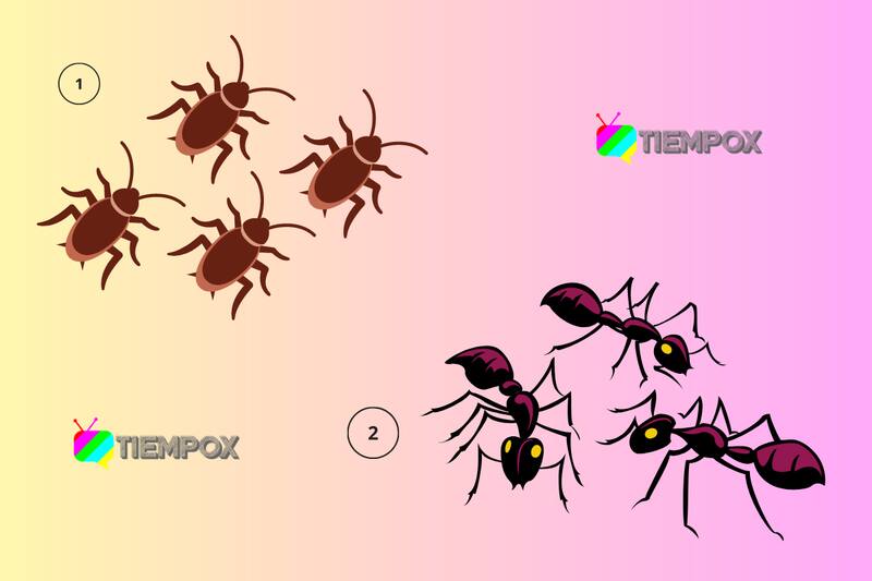 Test de personalidad Elige un grupo de insectos y descubre qué tan perfeccionista eres. - Créditos: Tiempox.com
