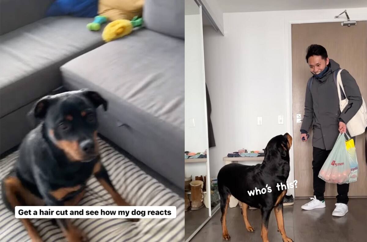 VIDEO: Perrito no reconoce a su dueño después de un drástico cambio de look