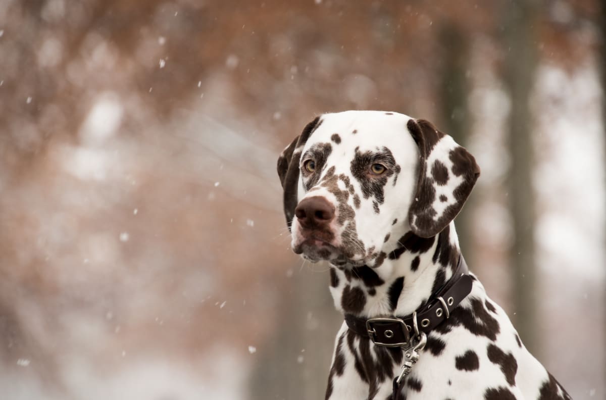 Test Visual:¿Eres capaz de encontrar el perro sin machas oculto en la imagen?