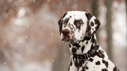 Test Visual:¿Eres capaz de encontrar el perro sin machas oculto en la imagen?