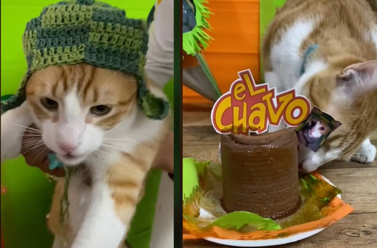 VIDEO: Gatita se viraliza por tener cumpleaños temático del Chavo del 8