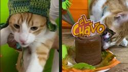 VIDEO: Gatita se viraliza por tener cumpleaños temático del Chavo del 8