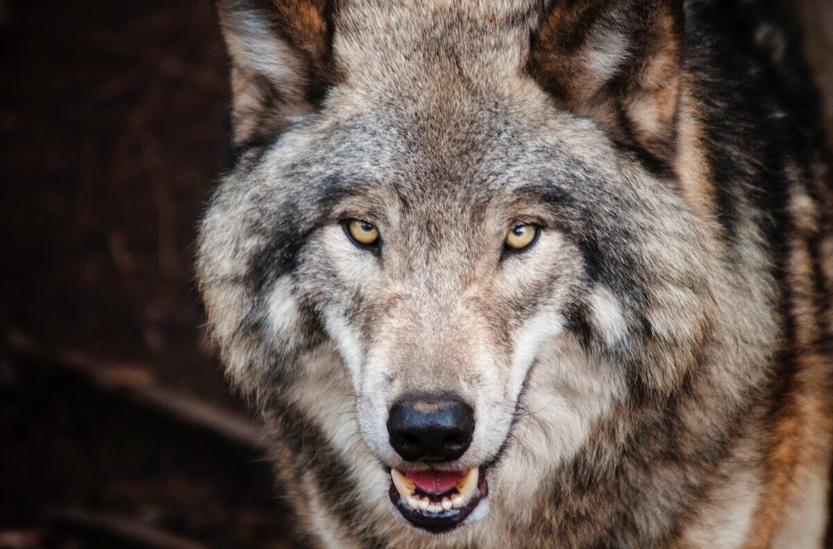Interpretación de sueños: ¿Qué significa soñar con lobos?