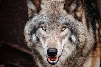 Interpretación de sueños: ¿Qué significa soñar con lobos?