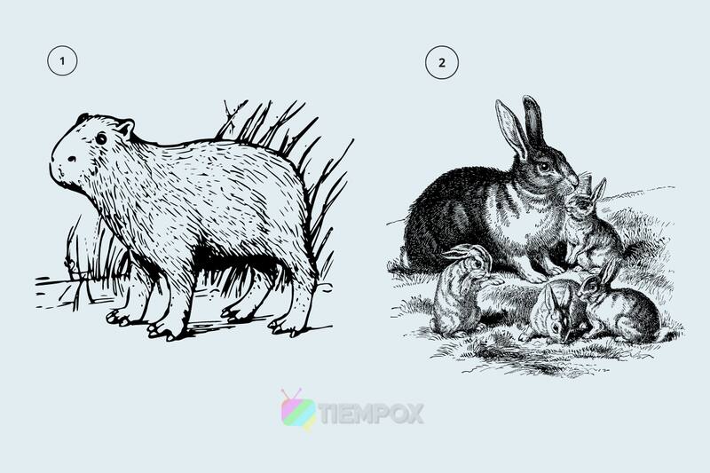 Test de personalidad Elige un animal y descubre si eres alguien irresponsable. - Créditos: Tiempox.com