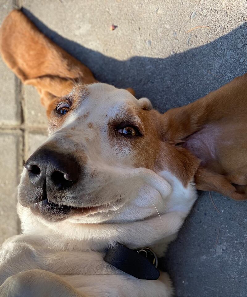 Braulio, El perrito de Cristián Arriagada y Cecilia González