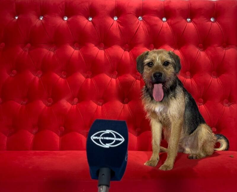 La mascota de "Gran Hermano" Chile