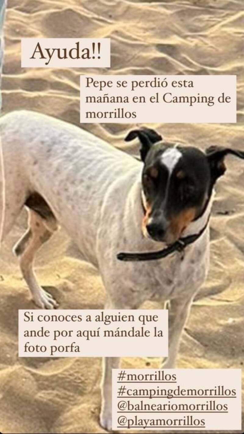 Luz Valdieso pidió ayuda en sus redes sociales para conseguir encontrar a su mascota. Foto: Instagram.