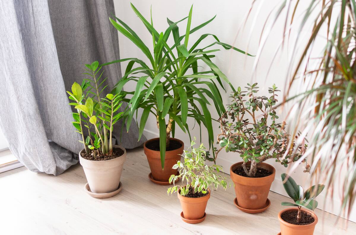 Feng Shui: Conoce las plantas ideales para cada habitación del hogar