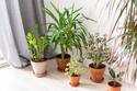 Feng Shui: Conoce las plantas ideales para cada habitación del hogar