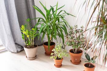 Feng Shui: Conoce las plantas ideales para cada habitación del hogar