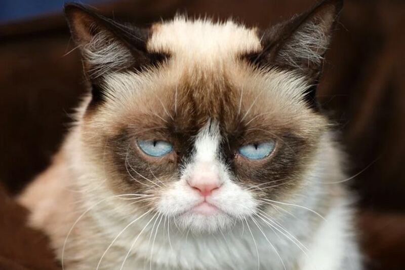 gato.