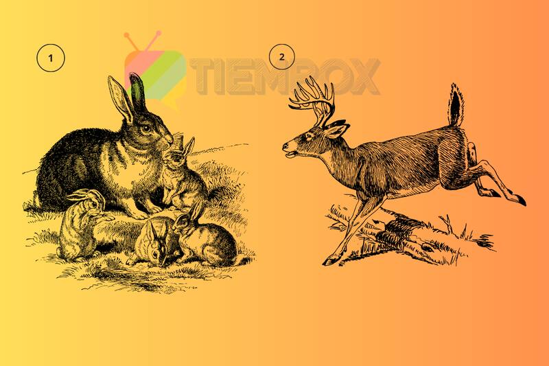 Test de personalidad Elige uno de los animales y descubre si eres alguien que comete micro infidelidades. - Créditos: Tiempox.com