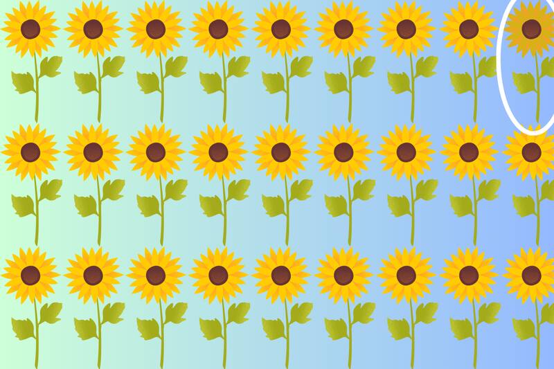 Aquí se encontraba el girasol diferente al resto.