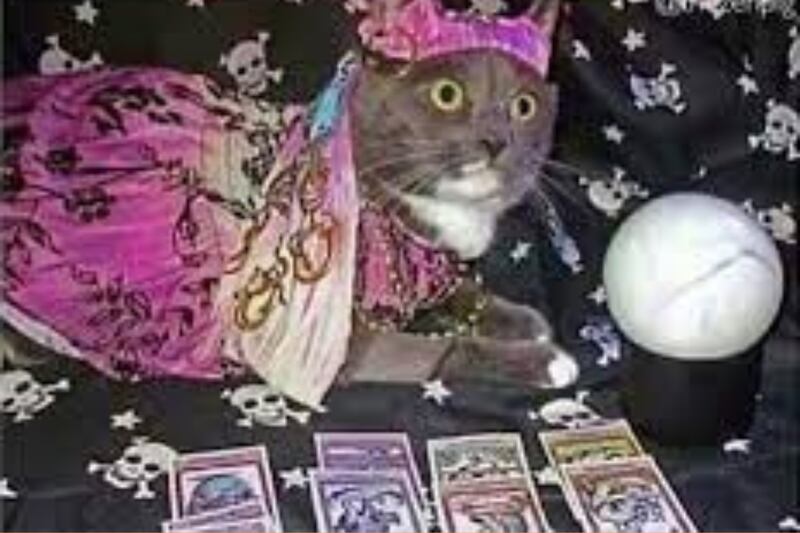 gato.