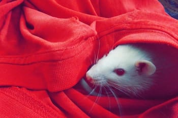 Test visual: ¿Puedes encontrar el ratón oculto? Tienes seis segundos