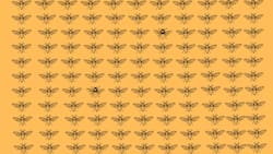 Test Visual: ¿Serás capaz de encontrar a los dos insectos diferente en la imagen?