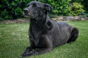 Video: Perrito que juega voleibol conmueve las redes sociales