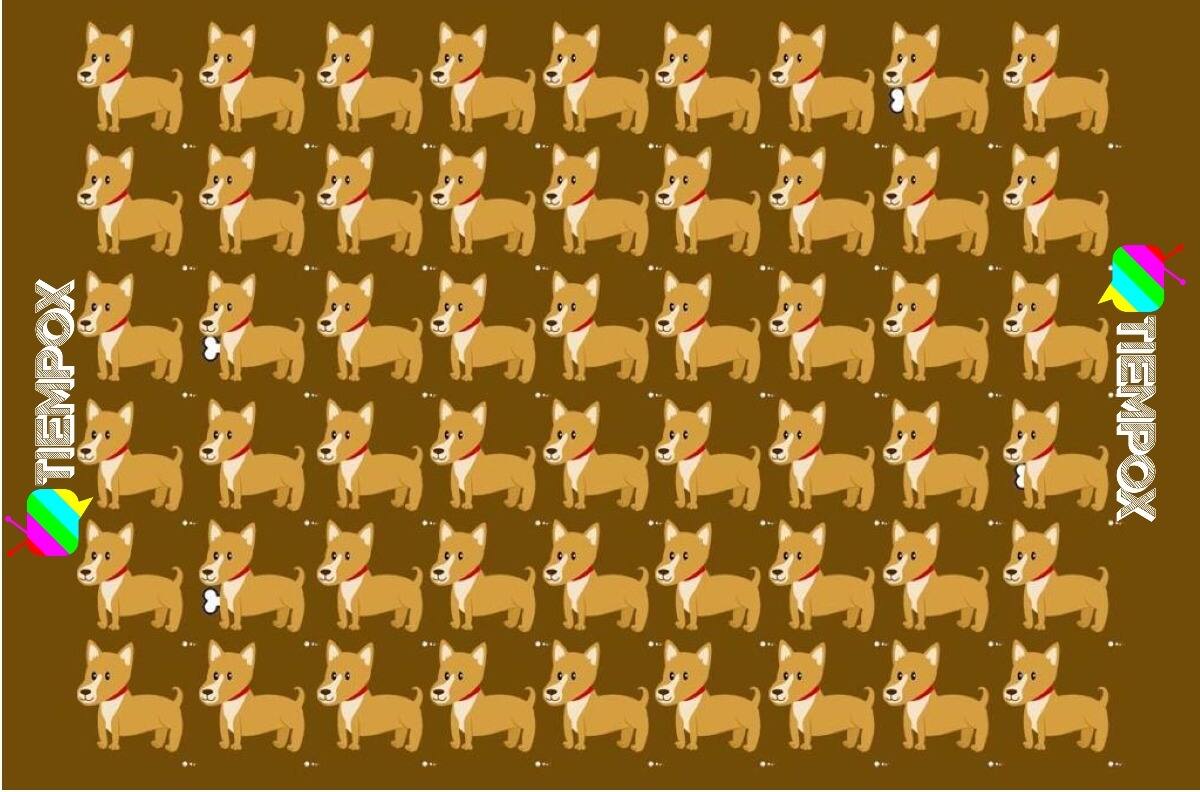 Test visual: encuentra a los 4 perros diferentes en menos de 15 segundos