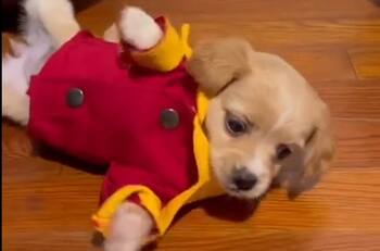 VIDEO: Perrito del Oxxo se hace viral por "caída del sistema"