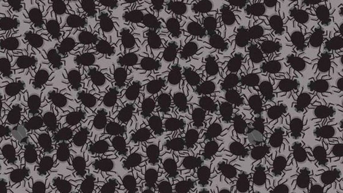 Acertijo visual: ¿Puedes ver las 4 moscas en la imagen?