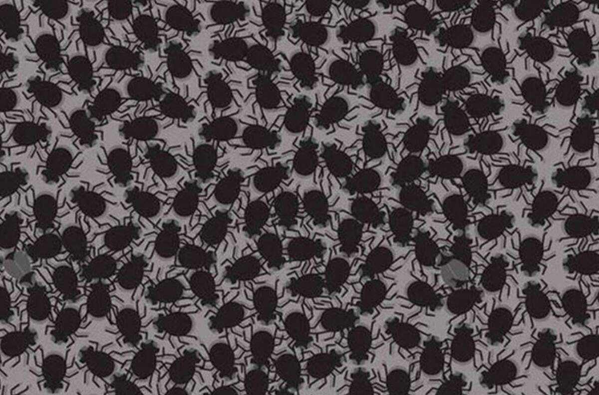 Acertijo visual: ¿Puedes ver las 4 moscas en la imagen?