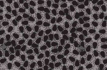 Acertijo visual: ¿Puedes ver las 4 moscas en la imagen?