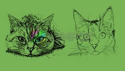Test de Personalidad: ¿Eres una persona hostil con tus hermanos? Elige un gato y descúbrelo