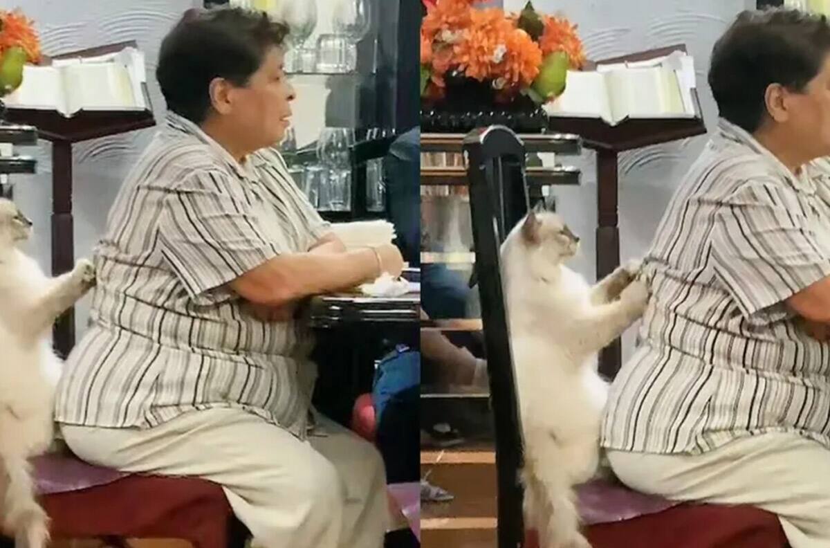 VIDEO: Gatito masajista se hace viral en redes sociales