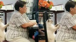 VIDEO: Gatito masajista se hace viral en redes sociales