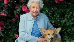 ¿Qué pasará con los corgis de la Reina Isabel? Podrían quedarse con el príncipe Andrés