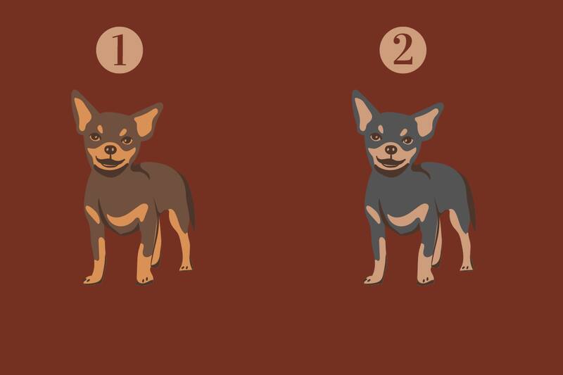 Escoge uno de los dos chiguaguas y descubre cómo te perciben los demás.