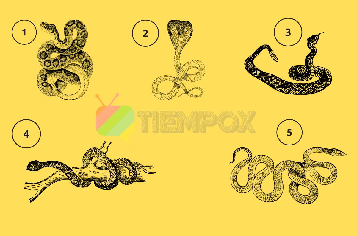 Test de Personalidad: Elige una serpiente y descubre qué tipo de egocéntrico eres