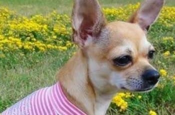 VIDEO: Chihuahua conquista las redes sociales con su celebración de XV años