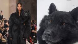 Schiaparelli: la casa de moda que está en la polémica por usar cabezas de animales