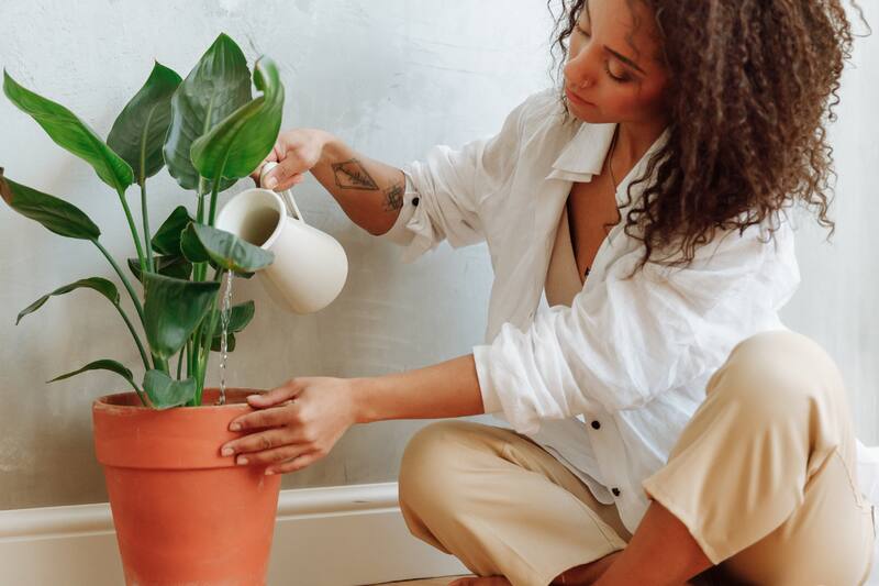 Astrología ¿Eres alguien que siempre cuida de sus plantas? - Créditos: pexels.com