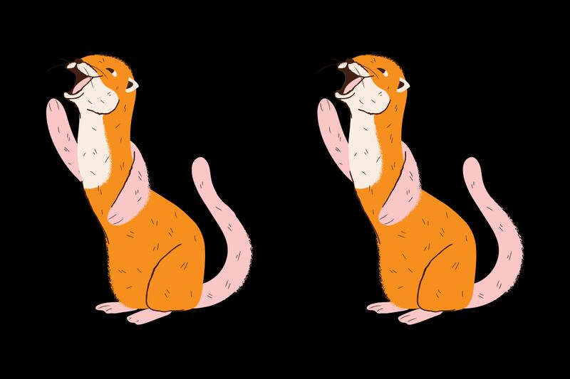 En este test visual hay dos hurones café que parecen iguales, pero que tienen seis diferencias entre ellos.