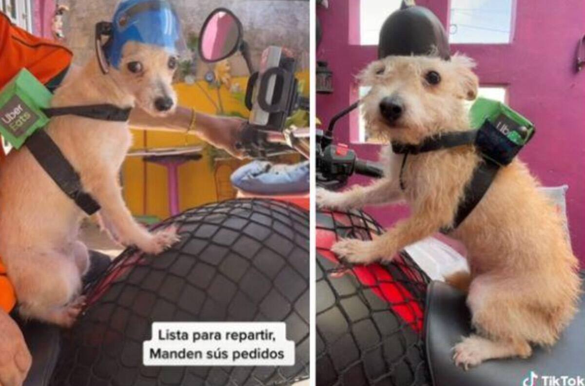 VIDEO: Perrito que también es repartidor de comida se hace viral en redes sociales