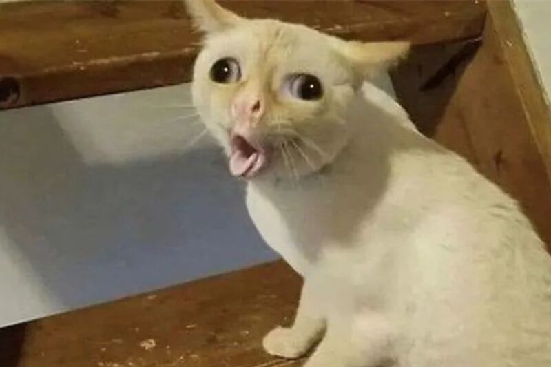 gato.