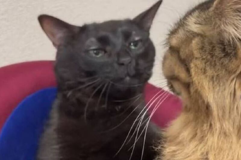 Gato