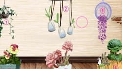 Test de personalidad: Elige una planta y descubre qué le molesta a los demás de ti