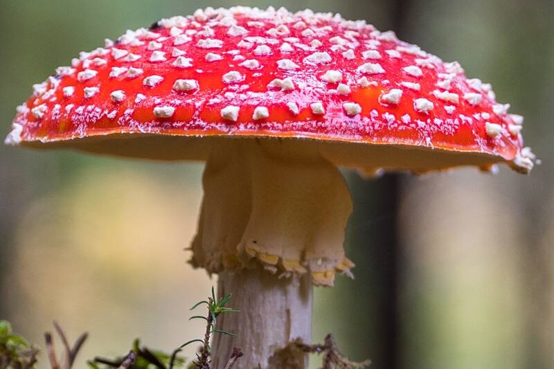 Acertijo Visual El increíble reto del hongo que no todos logran resolver. - Créditos: Pexels