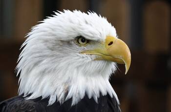 Test de Personalidad: ¿Cocodrilos o águila? Descubre qué ocultas ante los demás