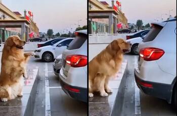 VIDEO: Perrito se hace viral por ayudar a su dueño a estacionarse correctamente