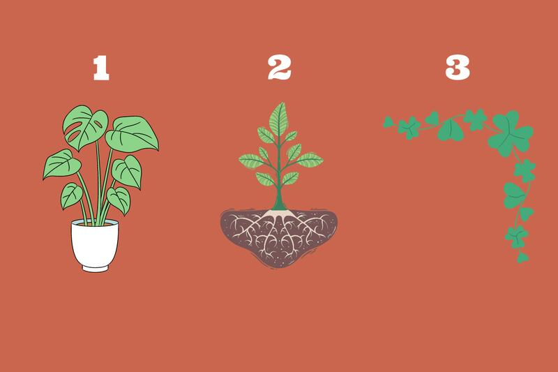 plantas